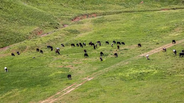 牛群在牧场吃草，哈萨克斯坦-全高清时间推移视频下载