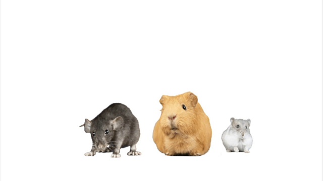 仓鼠，豚鼠和大鼠在白色的背景视频素材