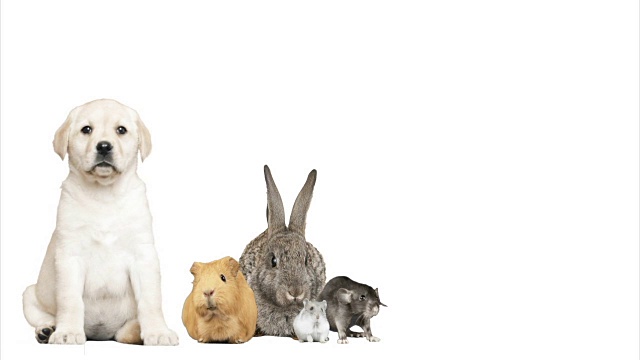 狗，兔子，仓鼠，豚鼠和老鼠在白色的背景视频素材