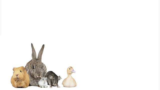 鸭子，兔子，仓鼠，豚鼠和老鼠在白色的背景视频素材