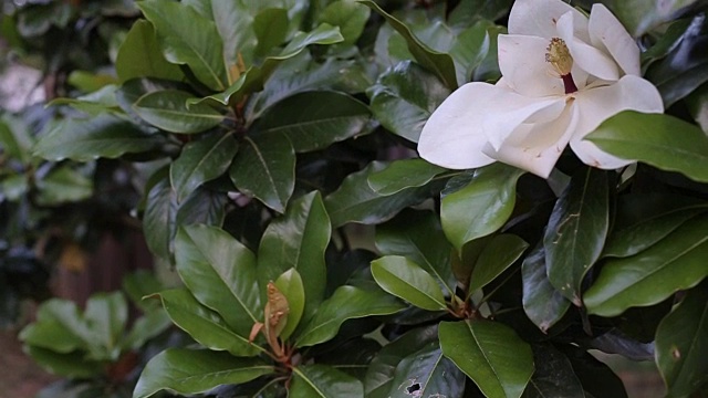 美丽的白玉兰花在一个花园的特写视频素材