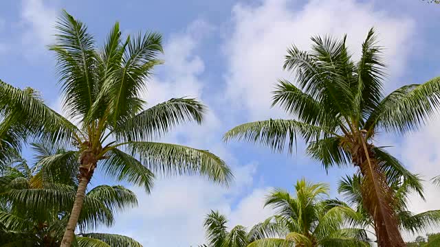 热带的绿色棕榈树在风中摇曳视频下载