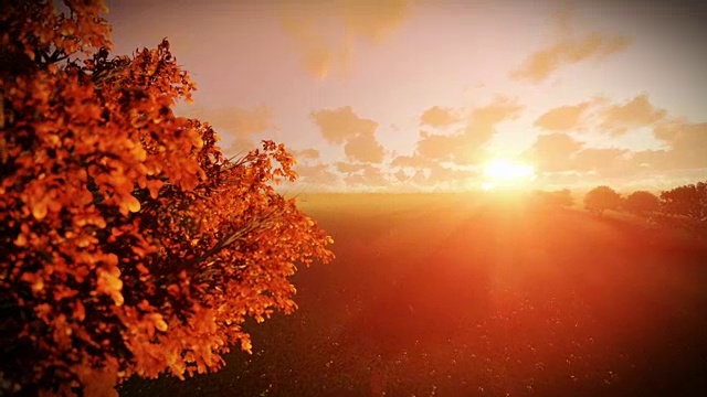生命之树在夕阳下，倾斜视频素材