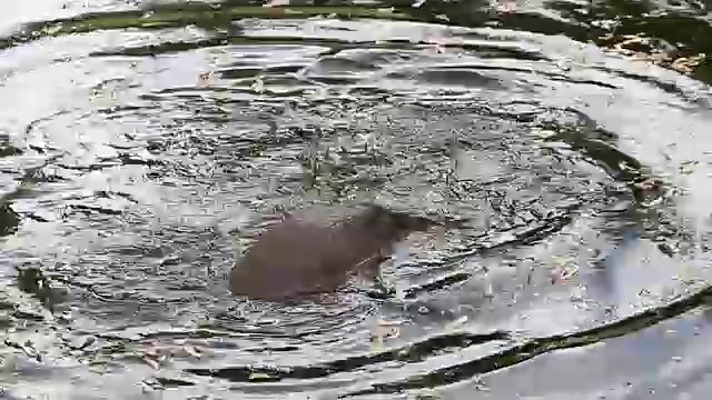 水豚在水里嬉戏视频素材