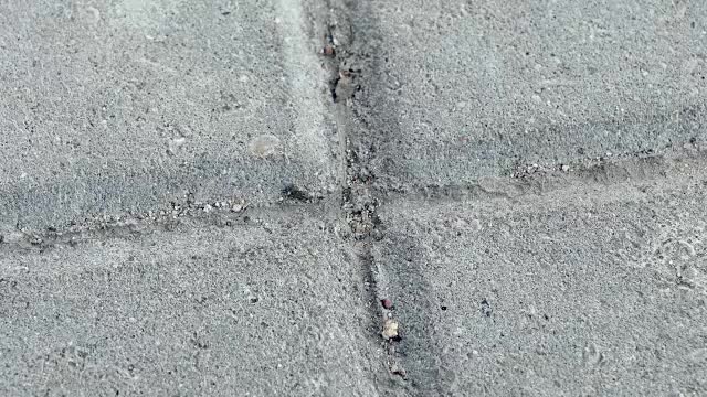 黑色蚂蚁在城市混凝土铺路板之间的蚂蚁小径上反向爬行视频下载