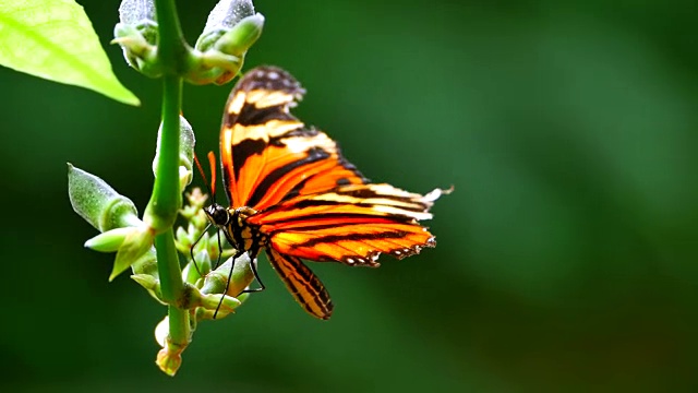 普通的虎橙和黑蝴蝶，花上的丹纳斯视频素材