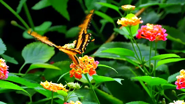 大大王燕尾蝶，凤蝶，在奇异的花视频素材