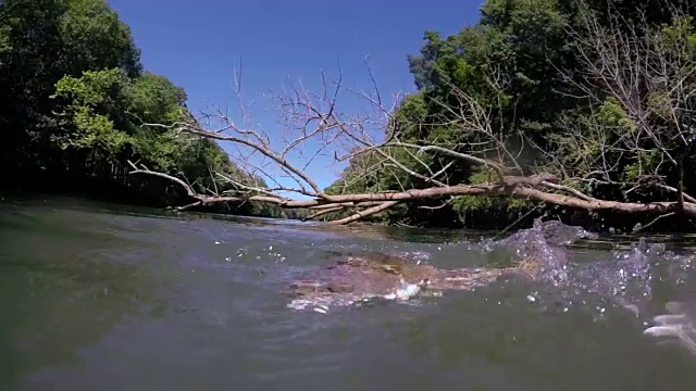 钓鳟鱼的慢镜头视频素材