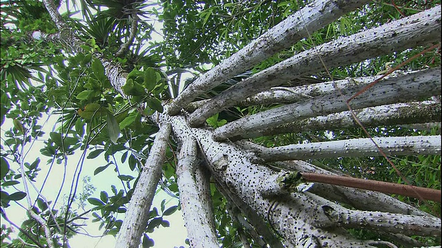螺丝松树。视频素材