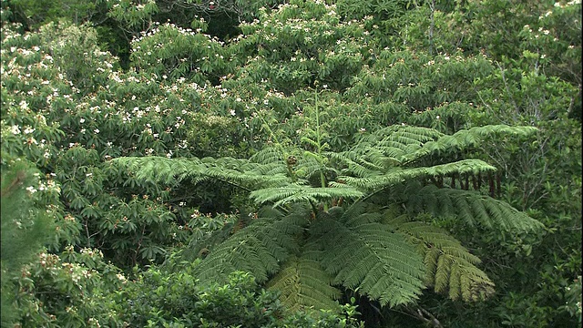 丛林中生长着各种各样的植物。视频素材