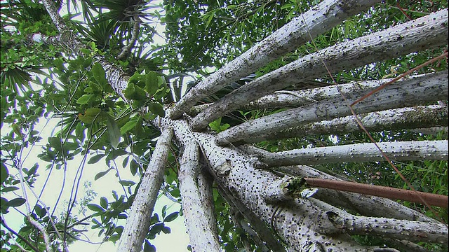 螺丝松树。视频下载