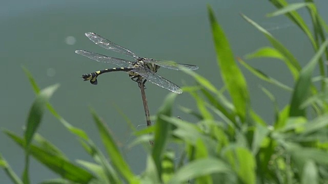 蜻蜓在树枝上休息和飞行的慢镜头视频下载