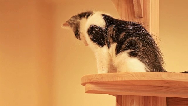 可爱的小猫坐在猫塔上视频下载