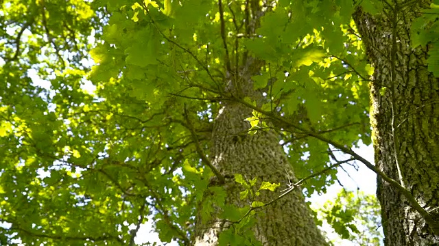 栎属植物或橡树视频下载