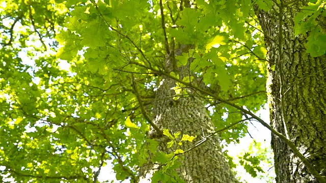 橡树的绿叶和树干视频下载