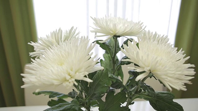 美丽的白色菊花束在家里的室内视频下载