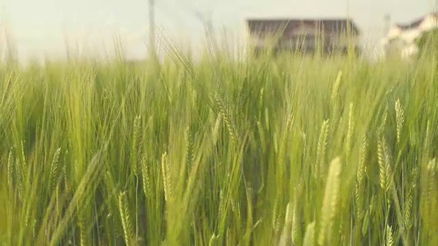 在有风的日子在田里移动大麦稻子视频下载