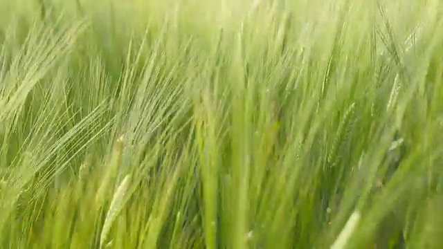 在有风的日子在田里移动大麦稻子视频下载