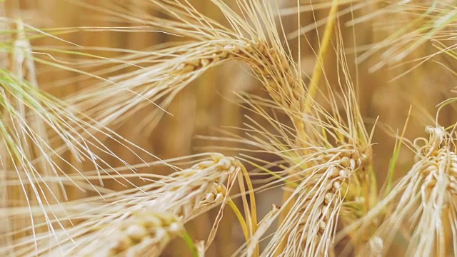 一个孤立的成熟小麦秸秆在风中挥舞的特写。视频素材