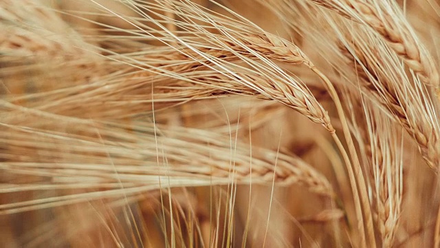 一个孤立的成熟小麦秸秆在风中挥舞的特写视频素材