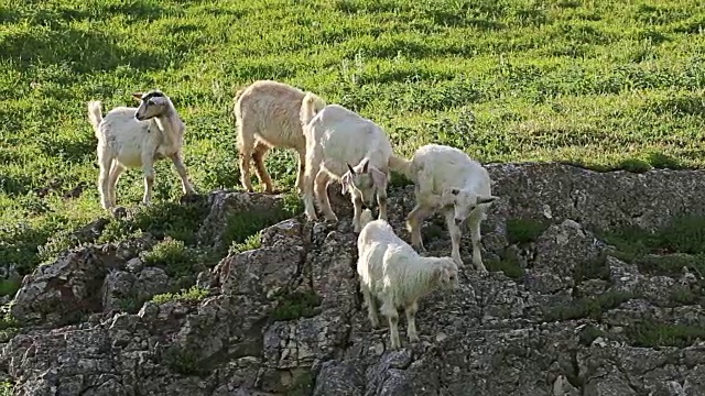 在乡下的草地上吃草的一群小山羊视频下载
