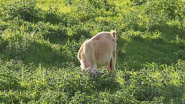 在乡下的草地上吃草的一群小山羊视频下载