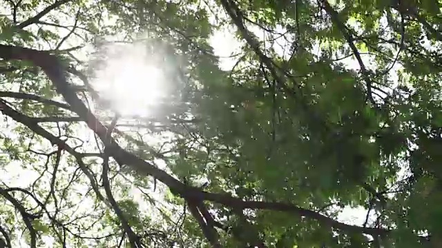 阳光穿透树木视频素材