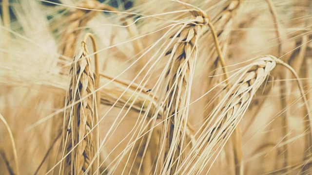 孤立的成熟小麦秸秆在风中飘扬视频素材