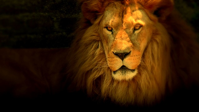 美丽的狮子是百兽之王视频下载