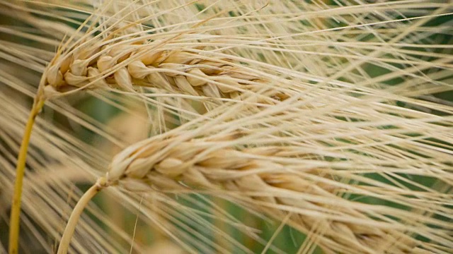 成熟的麦秆在风中飘扬。深绿色背景视频素材