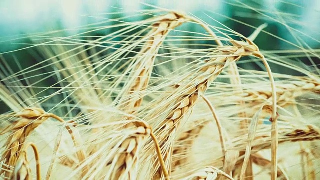 孤立的成熟小麦秸秆在风中飘扬。视频素材