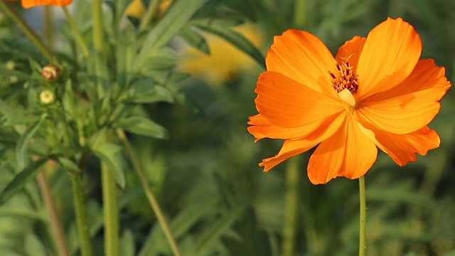 美丽的橙花花园2视频素材