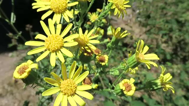 黄色的雏菊视频素材