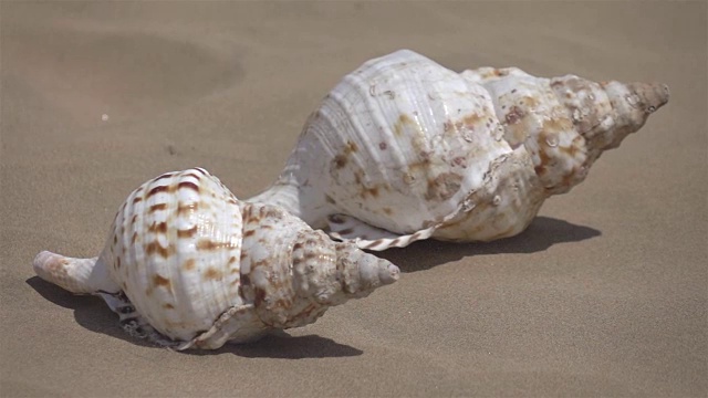 两个视频的贝壳在海滩上-真正的慢动作250帧/秒视频下载