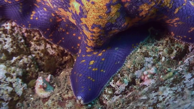 海星在沙底的贝壳上捕食。视频下载