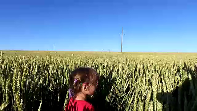 一个女孩在麦田里走。小麦生得又高又粗。视频下载