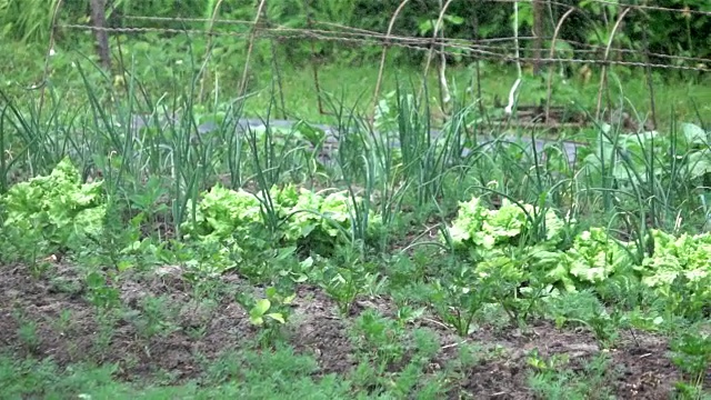 两个视频浇水的蔬菜花园在真正的慢镜头视频下载