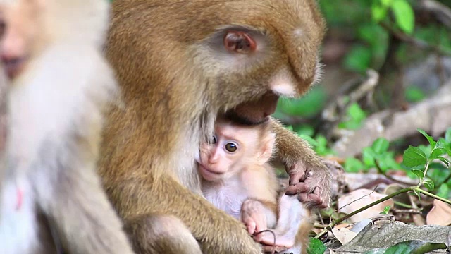 猴子的家庭。视频下载