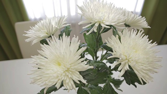 美丽的白色菊花束在家里的室内视频下载