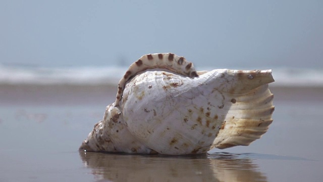 两段海洋贝壳的视频，真正的慢镜头视频下载
