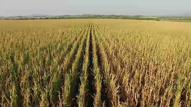 收割前的4K灌溉玉米田鸟瞰图视频素材