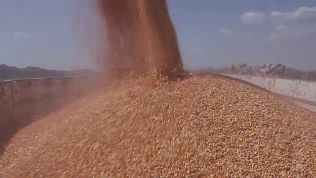 4K特写，收获的玉米被转移到粮食卡车视频素材