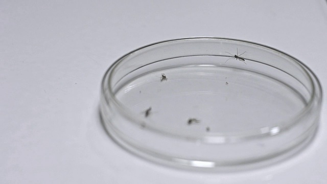 寨卡蚊子进入培养皿。视频素材