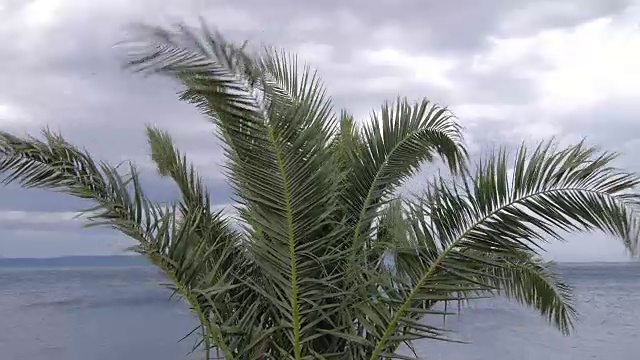 风吹着棕榈树。视频下载