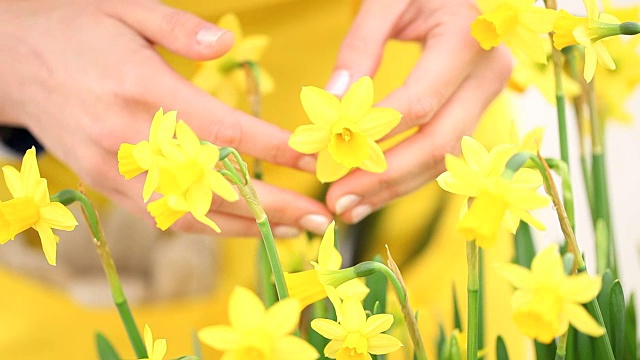 春天，在花园里的女人触摸和闻到水仙花视频素材