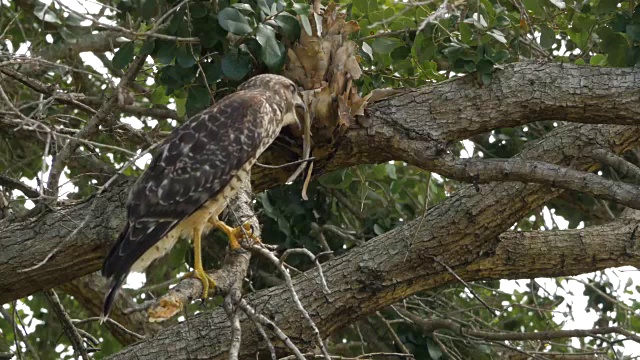 鹰单腿站在树上，然后爬上树枝视频素材
