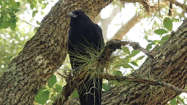 乌鸦乌鸦黑鸟全身栖息在树上视频素材