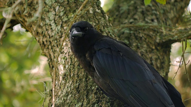 乌鸦乌鸦黑鸟坐在树上视频素材