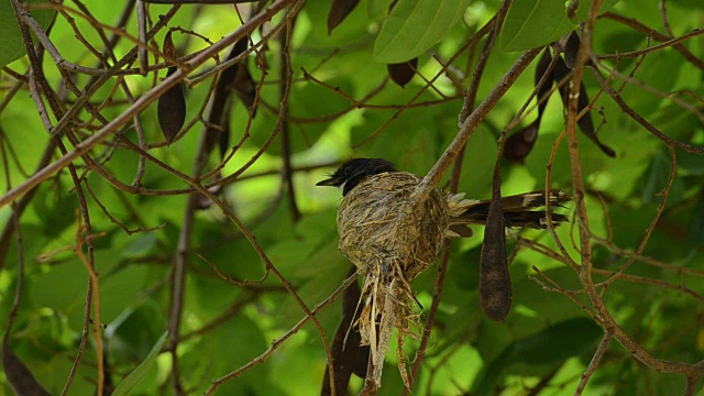 扇尾雀，爪哇石雕，在巢中等待幼鸟的自然野鸟视频下载