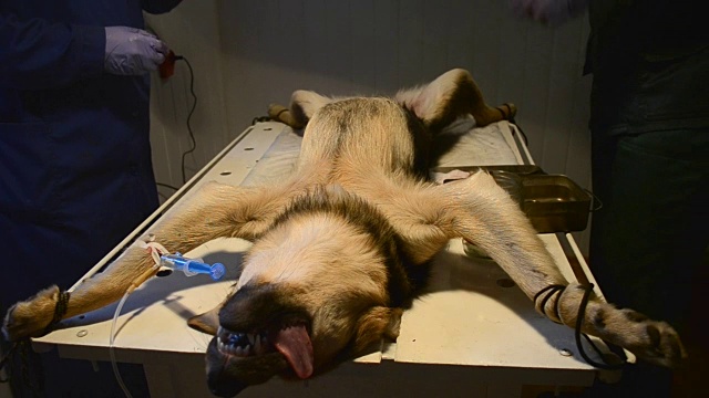 麻醉下的狗躺在桌子上，两名医生站在兽医旁边视频下载